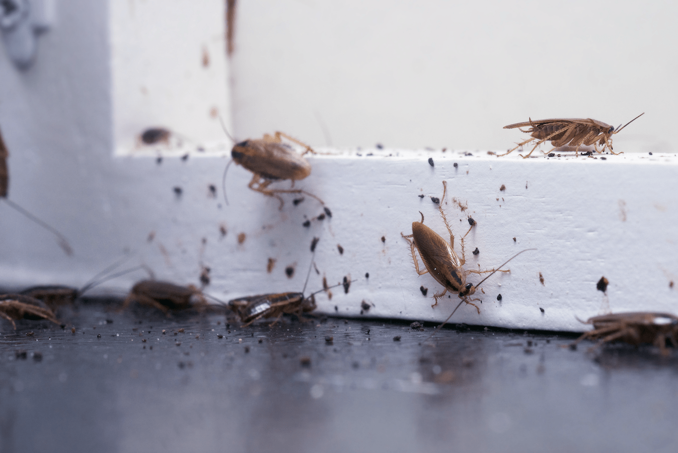 cockroach infestation
